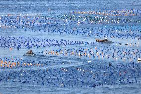 Abalone Harvest in Fuzhou