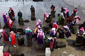 Abalone Harvest in Fuzhou