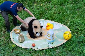 Giant panda Mang Cancan Celebrates His first birthday at Chongq