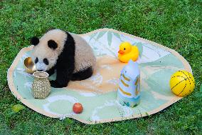 Giant panda Mang Cancan Celebrates His first birthday at Chongq