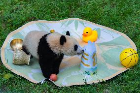 Giant panda Mang Cancan Celebrates His first birthday at Chongq