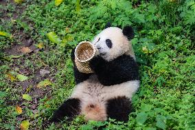 Giant panda Mang Cancan Celebrates His first birthday at Chongq