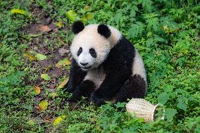 Giant panda Mang Cancan Celebrates His first birthday at Chongq