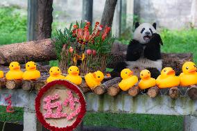 Giant panda Mang Cancan Celebrates His first birthday at Chongq