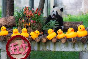Giant panda Mang Cancan Celebrates His first birthday at Chongq