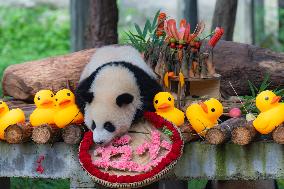 Giant panda Mang Cancan Celebrates His first birthday at Chongq