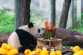 Giant panda Mang Cancan Celebrates His first birthday at Chongq