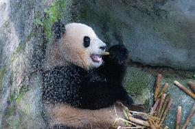 Giant panda Cools Off at Chongqing Zoo