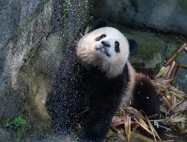 Giant panda Cools Off at Chongqing Zoo