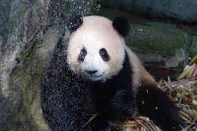 Giant panda Cools Off at Chongqing Zoo