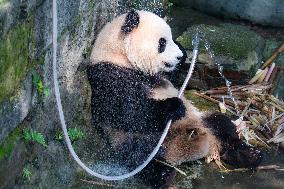 Giant panda Cools Off at Chongqing Zoo