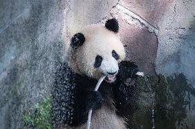 Giant panda Cools Off at Chongqing Zoo