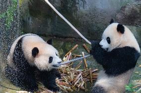 Giant panda Cools Off at Chongqing Zoo