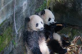 Giant panda Cools Off at Chongqing Zoo