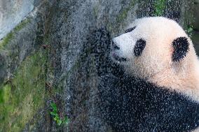 Giant panda Cools Off at Chongqing Zoo