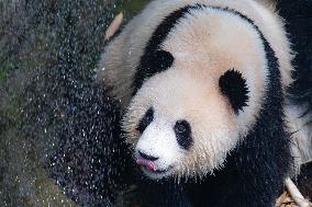 Giant panda Cools Off at Chongqing Zoo