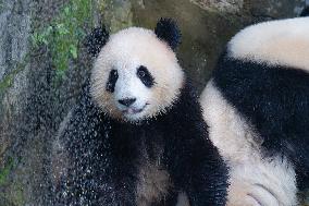 Giant panda Cools Off at Chongqing Zoo