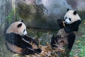 Giant panda Cools Off at Chongqing Zoo