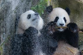 Giant panda Cools Off at Chongqing Zoo