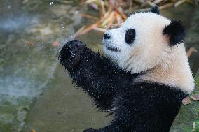 Giant panda Cools Off at Chongqing Zoo