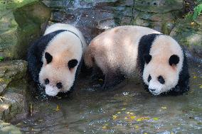Giant panda Cools Off at Chongqing Zoo
