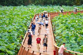 Tourists Enjoy The Lotus at Xuanwu Lake Park in Nanjing