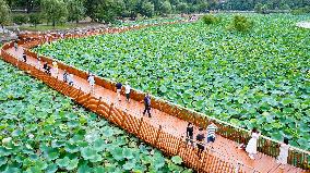 Tourists Enjoy The Lotus at Xuanwu Lake Park in Nanjing