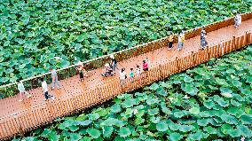 Tourists Enjoy The Lotus at Xuanwu Lake Park in Nanjing