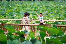 Tourists Enjoy The Lotus at Xuanwu Lake Park in Nanjing