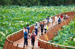 Tourists Enjoy The Lotus at Xuanwu Lake Park in Nanjing