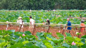 Tourists Enjoy The Lotus at Xuanwu Lake Park in Nanjing