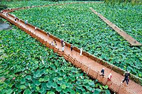 Tourists Enjoy The Lotus at Xuanwu Lake Park in Nanjing