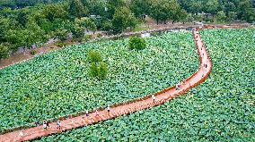 Tourists Enjoy The Lotus at Xuanwu Lake Park in Nanjing