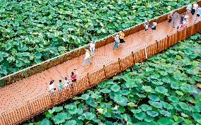 Tourists Enjoy The Lotus at Xuanwu Lake Park in Nanjing