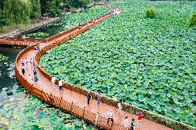 Tourists Enjoy The Lotus at Xuanwu Lake Park in Nanjing