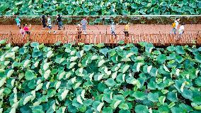 Tourists Enjoy The Lotus at Xuanwu Lake Park in Nanjing