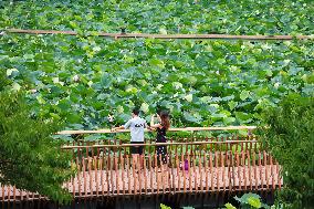 Tourists Enjoy The Lotus at Xuanwu Lake Park in Nanjing