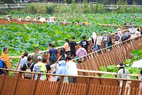 Tourists Enjoy The Lotus at Xuanwu Lake Park in Nanjing