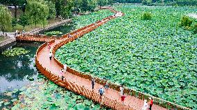 Tourists Enjoy The Lotus at Xuanwu Lake Park in Nanjing