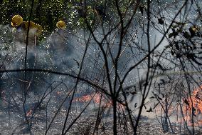 Forest Fire In Corumba - Brazil
