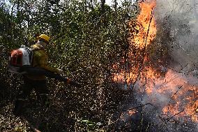 Forest Fire In Corumba - Brazil