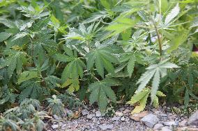 Wild Cannabis Plants In Mussoorie