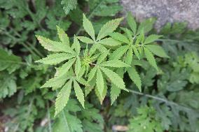 Wild Cannabis Plants In Mussoorie