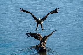 American Bald Eagles Hunting Along The Great Miami River