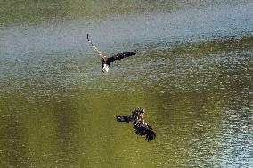 American Bald Eagles Hunting Along The Great Miami River