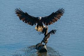 American Bald Eagles Hunting Along The Great Miami River