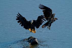 American Bald Eagles Hunting Along The Great Miami River