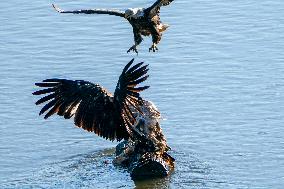 American Bald Eagles Hunting Along The Great Miami River