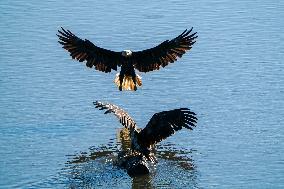 American Bald Eagles Hunting Along The Great Miami River