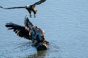 American Bald Eagles Hunting Along The Great Miami River